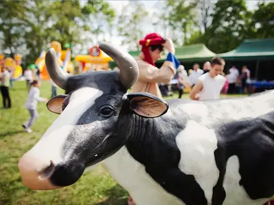 Konkurs dojenia sztucznej krowy - Park Atrakcji Arabski - Organizacja Imprez, Pikników, Festynów